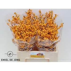 Ilex golden verboom