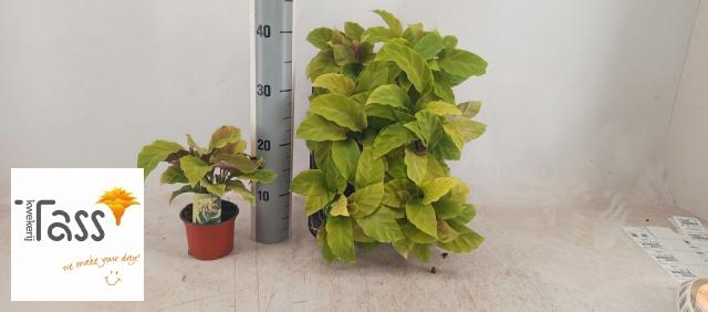 <h4>CALAT FUSION YELLOW</h4>