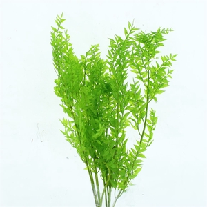 Pres Ruscus Soft Bleached Apple Green Per Stem