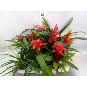 Bromelia   ...mix 13