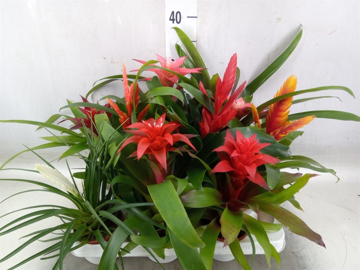 <h4>Bromelia   ...mix 13</h4>