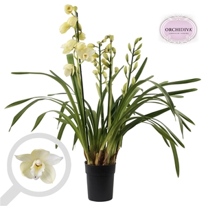 Cymbidium Early Sue Paddy 4 tak