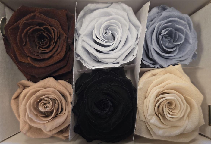 <h4>Ro Pres Classic Mix Earth</h4>