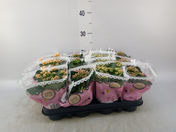 <h4>Kalanchoe blos.   ..mix</h4>