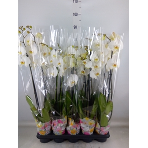 Phalaenopsis   ...white