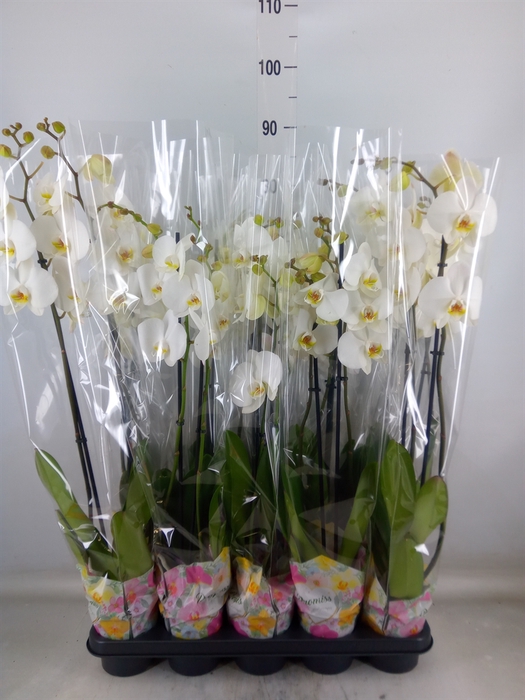 <h4>Phalaenopsis   ...white</h4>