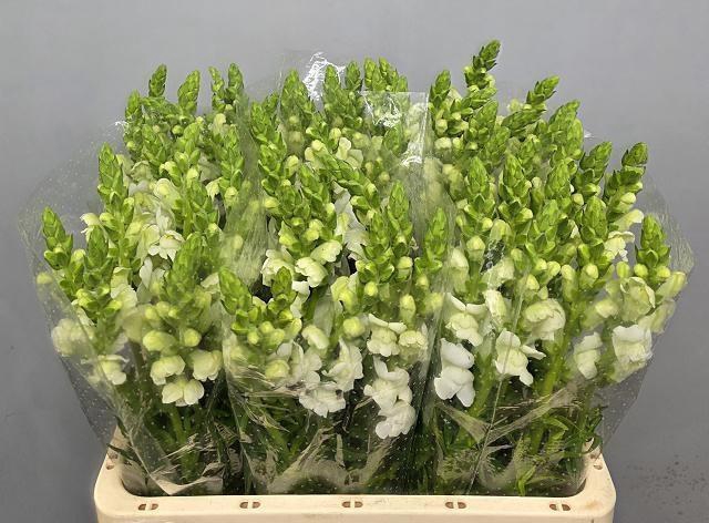 <h4>ANTIR MARY WHITE</h4>