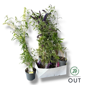 BUDD DAVIDII OV