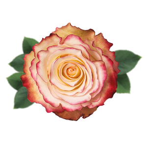 R GR SWEETNESS Naranjo