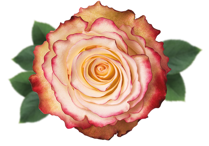 <h4>R GR SWEETNESS Naranjo</h4>