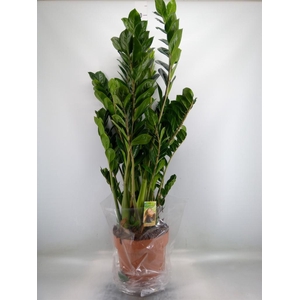 Zamioculcas zamiifolia