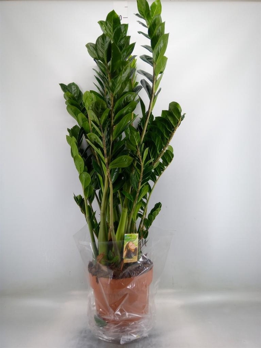 <h4>Zamioculcas zamiifolia</h4>