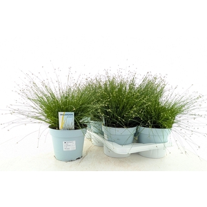 ISOLEPIS CERNUA