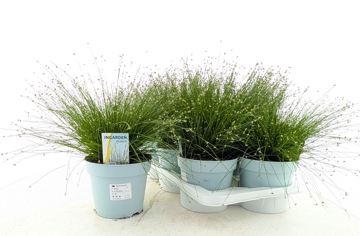 <h4>ISOLEPIS CERNUA</h4>