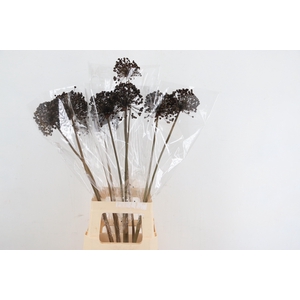 DF Allium Paint Brown