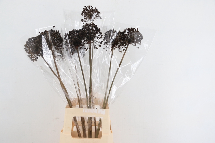 <h4>DF Allium Paint Brown</h4>