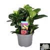GARDENIA JASMINOIDES