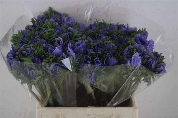 <h4>Anem Levante Blue</h4>