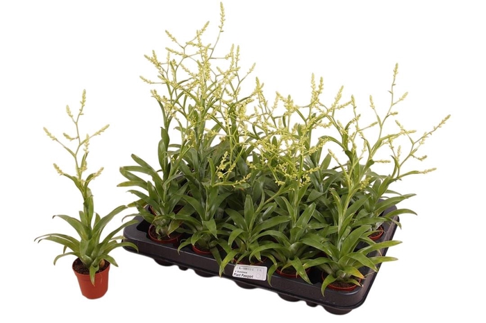 <h4>CATOPSIS MORRENIANA</h4>