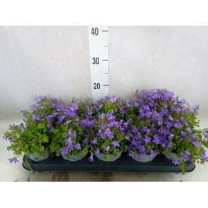 Campanula porten.