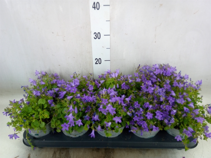 <h4>Campanula porten.</h4>