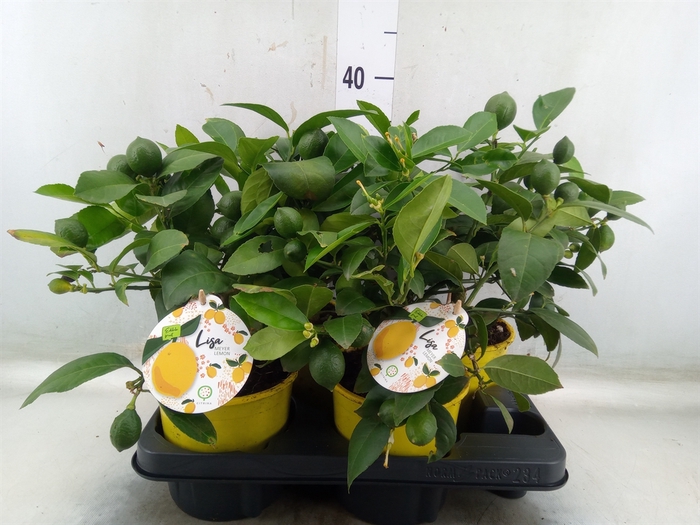 <h4>Citrus meyeri 'Meyer'</h4>