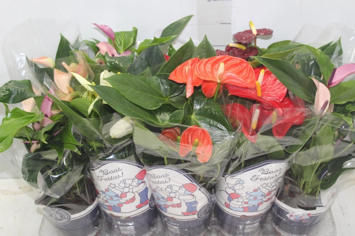<h4>ANTHURIUM VARIADO P12</h4>