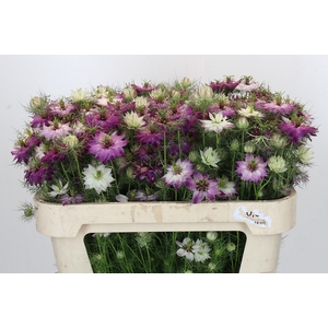 Nigella damascena Artistic Pink