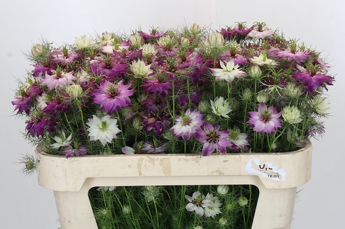 <h4>Nigella damascena Artistic Pink</h4>