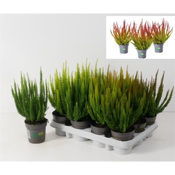 <h4>Calluna vulgaris 'Beauty Ladies' Skyline P9,5</h4>