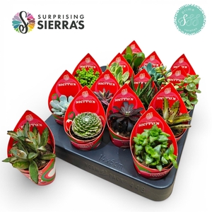 Surprise® - Lovely Succulents (Prime)