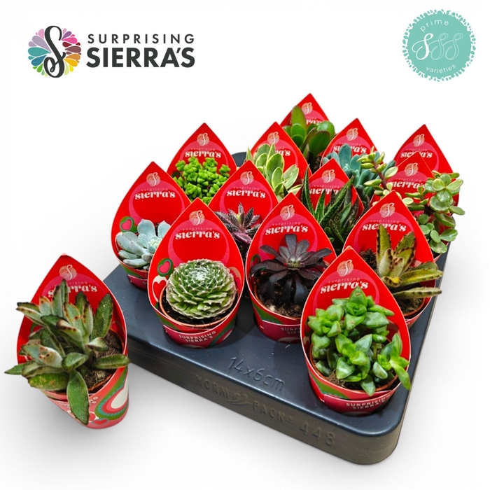 <h4>Surprise® - Lovely Succulents (Prime)</h4>