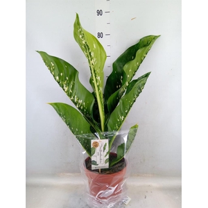 Dieffenbachia seg. 'Caiman'