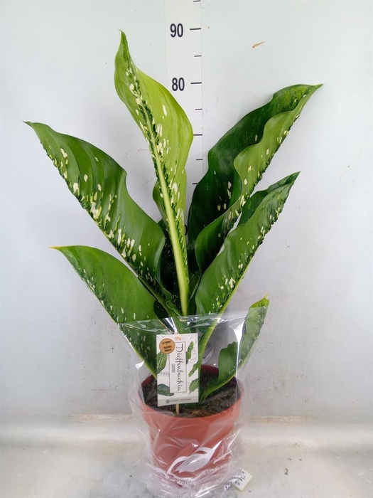 <h4>Dieffenbachia seg. 'Caiman'</h4>
