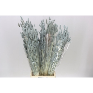 Dried Lagurus Grey