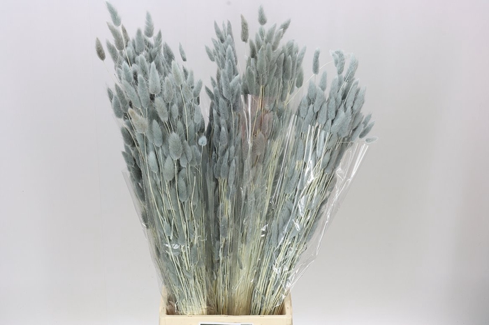 <h4>Dried Lagurus Grey</h4>