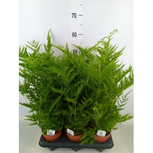 Pteris straminea
