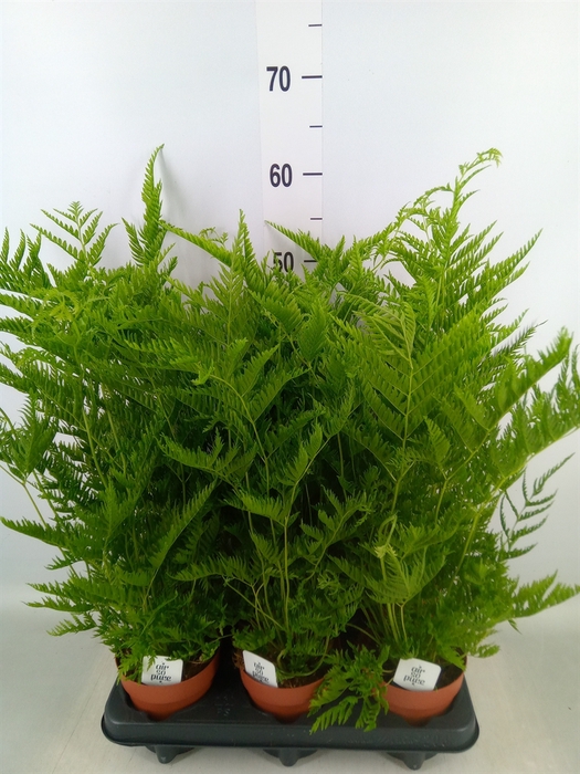 <h4>Pteris straminea</h4>