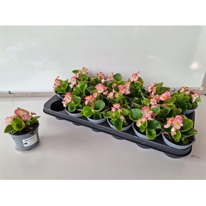 Begonia Semperflorens Grp overig