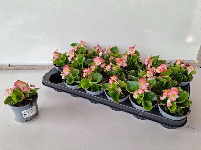<h4>Begonia Semperflorens Grp overig</h4>