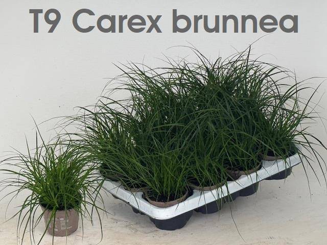 <h4>CAREX BRUNNEA</h4>