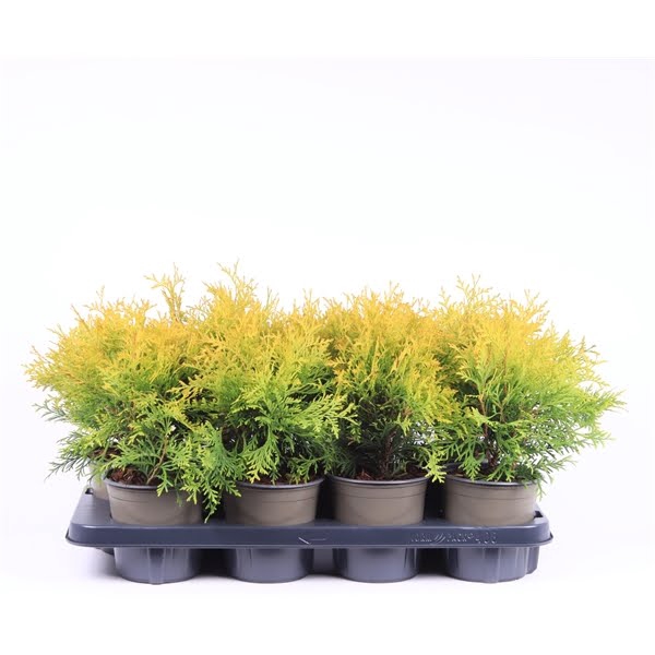 <h4>Thuja occidentalis 'Golden Globe'</h4>