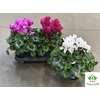 Cyclamen Super Serie XL 13Ø 30cm Mix