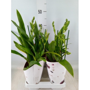 Zygopetalum  'Louisendorf'