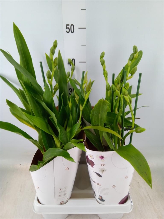 <h4>Zygopetalum  'Louisendorf'</h4>