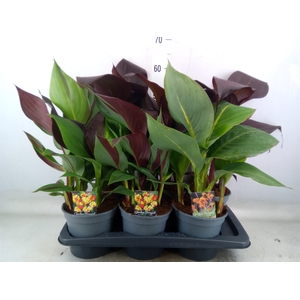 Canna   ...not flowering