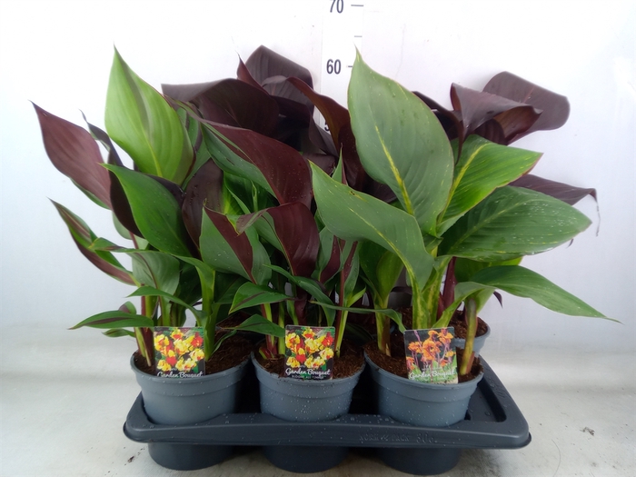 <h4>Canna   ...not flowering</h4>