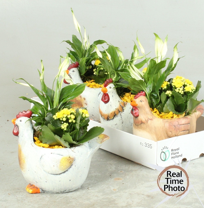 <h4>ARR KAMERPL</h4>