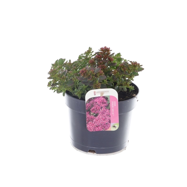 <h4>Sedum spurium Spot On Deep Rose</h4>