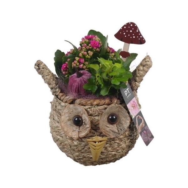 <h4>PTHI5397 Arrangement Herfst Indoor in rieten mand in uilvorm</h4>